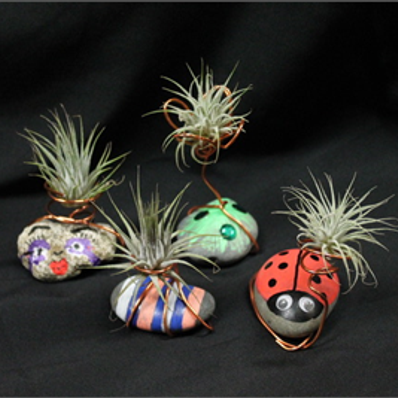Air Plants